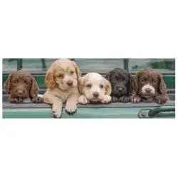 Dino - Puzzle 150 - 500 Τεμ. :: ΚΟΥΤΑΒΙΑ ΧΑΡΙΤΩΜΕΝΑ 150 TEM. PANORAMIC ΠΑΖΛ Dino